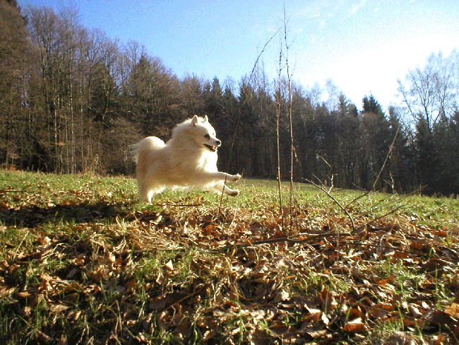 Teddy